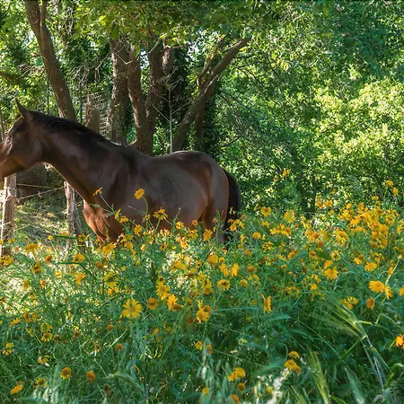 Frühstückspension Il Glicine Piedimonte Etneo